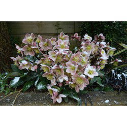 Tuinschilderij hellebores 130x70cm