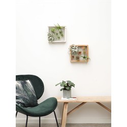 Green Bubble Mix 2x Luchtplant schilderij - 7 planten