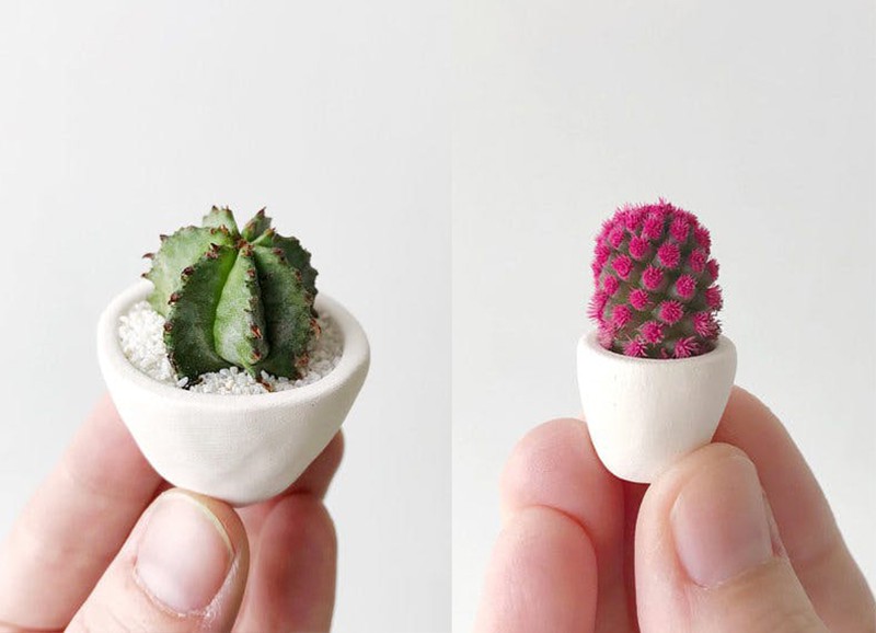 Trend: micro cactusjes 