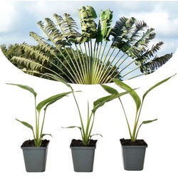 Ravenala madagascariensis - Set van 3 - Reizigerspalm - Pot 9cm - Hoogte 25-40cm