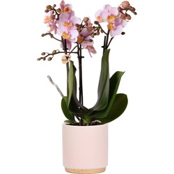 Kolibri Orchids | Roze Phalaenopsis orchidee – Andorra + Gold foot sierpot roze – potmaat Ø9cm – 35cm hoog | bloeiende kamerplant in bloempot - vers van de kweker