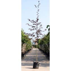 Roodbladige beuk Fagus syl. Atropunicea h 450 cm st. omtrek 16 cm