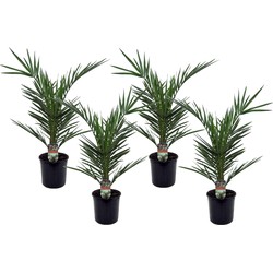 Phoenix Canariensis - Set van 4 - Dadelpalm - Pot 15cm - Hoogte 50-60cm