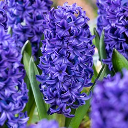 Hyacinthus Blue Trophy - 10x Winterharde Bloembollen Hyacinten - Vroegbloeiend