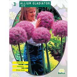 2 stuks - Allium Gladiator His Excellence per 3