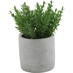 Countryfield kunst kruiden thijm - in grijs cement potje - 19 cm - Kunstplanten