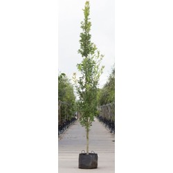 Zuil eik Quercus robur Fastigiate Koster h 250 cm st. h 30 cm