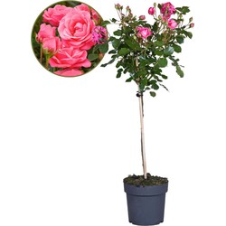 Rosa Palace Topkapi - Stamroos meerjarig winterhard - Pot 19cm - Hoogte 80-100cm