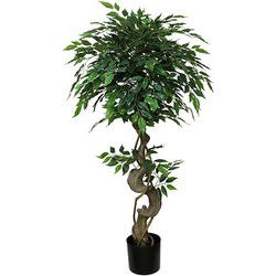 Mini ficus 120 cm