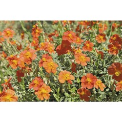 Helianthemum 'Fire Dragon'