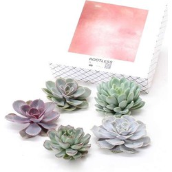 Echeveria DIY Mix 5 - vijf vetplanten voor decoratieve doeleinden - 7 cm