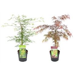 Acer palmatum 'Garnet', 'Emerald Lace' - Mix van 2 - Pot 19cm - Hoogte 60-70cm