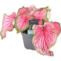 Caladium Sweetheart - Tropische kamerplant - Pot 12cm - Hoogte 25-40cm