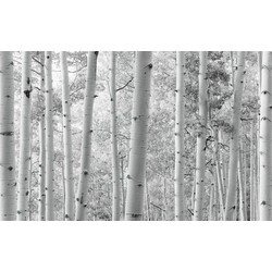 Sanders & Sanders fotobehang berken bos zwart wit - 450 x 280 cm - 612623