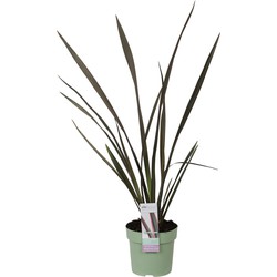 Hello Plants Phormium Sundowner Nieuw Zeelands Vlas - Siergras - Ø 14 cm - Hoogte: 50 cm