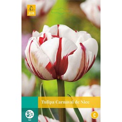 3 stuks - Tulipa Carnaval de Nice 5 bollen