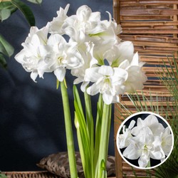 Hippeastrum - Set van 2 - Witte Amaryllis Bloembollen - Bloeiende Kamerplant