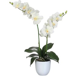 Mica Decorations phalaenopsis creme tusca wit (dia 12) - 45x28x50