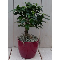 Bonsai Ficus microcarpa rode pot 30 cm