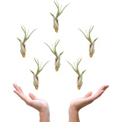 Plantasy | Tillandsia luchtplant Caput Medusae | 6 stuks | 10 x 4 cm | Sterke luchtplant | Weinig verzorging | Vers uit eigen familie kwekerij