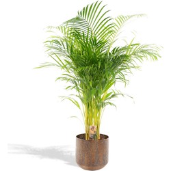 Hello Plants Areca Palm Goudpalm - Ø 21 cm Pot Bruin - Hoogte: 110 cm