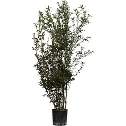 Steeneik solitair Quercus ilex 162,5 cm - Warentuin Natuurlijk