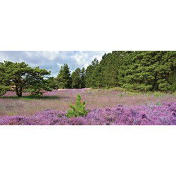 Paars heideveld 130x50cm Tuinschilderij