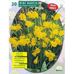 2 stuks - Narcis Mini Bulbocodium per 30