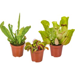 Floraya - Vleesetende planten mix per 3 stuks  ⌀6 cm - ↕10-15 cm