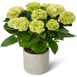Kamerhortensia wit – met sierpot - 40cm hoog, ø14cm - bloeiende kamerplant - vers van de kwekerij