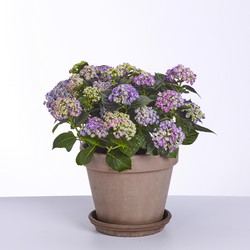 Hydrangea - Curly Wurly Blauw - 45 cm hoog - ø23 cm potmaat - Tuinplant - Vers van de kweker