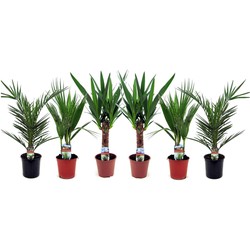 Binnenpalmen - Mix van 6 - Washingtonia - Yucca - Phoenix - H50-70cm