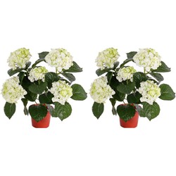 2x Kunstplanten hortensia wit/groen 36 cm - Kunstplanten