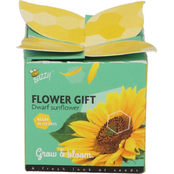 Grow gifts kweekset flower gift zonnebloem - Buzzy