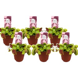 Dionaea Muscipula - Venus Vliegenvanger - Set van 6 - Pot 5,5cm - Hoogte 5-10cm