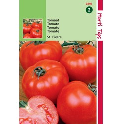 2 stuks - Saatgut Tomaten St. Pierre groß draußen - Hortitops