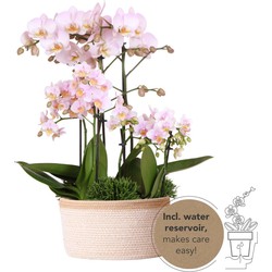 Kolibri Orchids | roze plantenset in Cotton Basket incl. waterreservoir | drie roze orchideeën en drie groene planten Rhipsalis | Field Bouquet roze met zelfvoorzienend waterreservoir