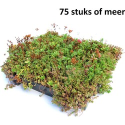 Minimaal 75 stuks! Dakgroen Sedumtray voor daken Type TE Kant & Klaar 15 graden, prijs per 1 tray, Sempergreen