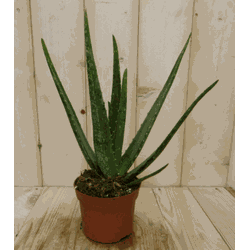 2 stuks! Kamerplant Aloe vera