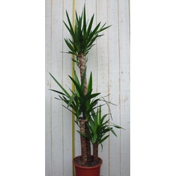 Kamerplant Yucca 120 cm - Warentuin Natuurlijk