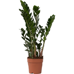 ZZ-plant - Zamioculcas Zamiifolia - Hoogte 55-65cm - ⌀17cm