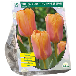 Tulipa Blushing Impression Darwin per 15 bloembollen