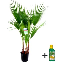 Washingtonia Robusta - Mexicaanse Palm - Pokon - Hoogte 70-90cm - Pot 21cm