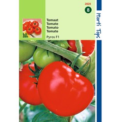 2 stuks - Tomaten Pyros F1 - Hortitops