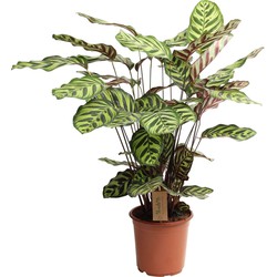 Calathea Makoyana - Tropisch plant - Pot 21cm - Hoogte 60-70cm