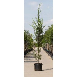 Zuil haagbeuk laagstam Carpinus betulus Fastigiata h 350 cm st. h 30 cm