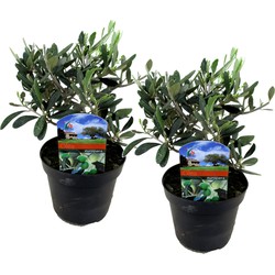 Olea Europaea - Set van 2 - Winterharde olijfstruik - Pot 14cm - Hoogte 25-40cm