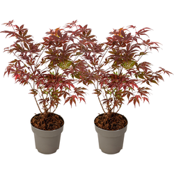 Japanse Esdoorn - 2 Stuks - Acer palmatum Atropurpureum - Hoogte 35-55cm - ⌀15cm