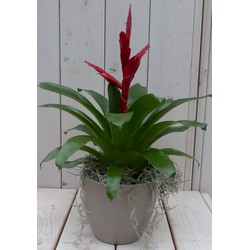 Bromelia taupe pot 30 cm