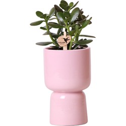 Kolibri Greens | Groene plant - Succulent Crassula Ovata in Trophy pot roze - potmaat Ø9cm - groene kamerplant - vers van de kweker